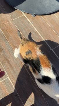 Hungry cat eating French fries, chewing crispy potato strips, messy but adorable, pet food theft moment.