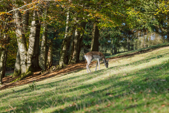 Reh auf der Lichtung