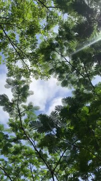Looking up at green tree canopy with blue sky through leaves