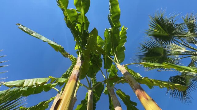 Low-angle view of banana tree swaying gently in the wind against vibrant blue sky. Lush green leaves rustle softly, tropical fronds curve gracefully. 