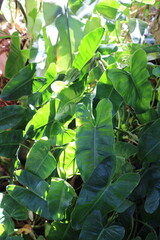 Lush green philodendron leaves catching dappled sunlight in a garden setting © khomkrit
