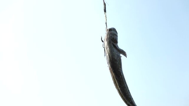 Korean traditional fishing bluespotted mudskipper Jjantungoe mudflat fisherman culture 대한민국 한국 전통 어업 수산업 짱뚱어낚시 전통낚시 갯벌 서남해안 순천만 보성 신안 어부 짱뚱어 홀치기낚시 전통어업 보양식 뻘배 바다 썰물 물빠짐 해안선 진흙 지형 생태계 자연 환경 야생동물 생물학 관찰