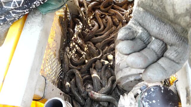 Korean traditional fishing bluespotted mudskipper Jjantungoe mudflat fisherman culture 대한민국 한국 전통 어업 수산업 짱뚱어낚시 전통낚시 갯벌 서남해안 순천만 보성 신안 어부 짱뚱어 홀치기낚시 전통어업 보양식 뻘배 바다 썰물 물빠짐 해안선 진흙 지형 생태계 자연 환경 야생동물 생물학 관찰