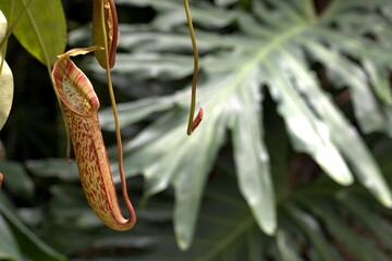 Exotic tropical pitcher plant hanging with a split leaf philodendron background. © Mohamed