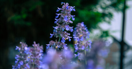 Obraz premium lavender flowers in the garden