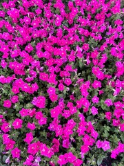 Obraz premium pink flowers in the garden