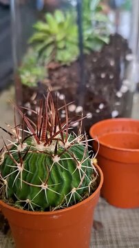 Close-up of Stenocactus or Echinofossulocactus species, commonly known as a Brain Cactus in Orange Pot. Decorating Terrarium with Succulents Video Clip with Selective Focus and Depth of Field