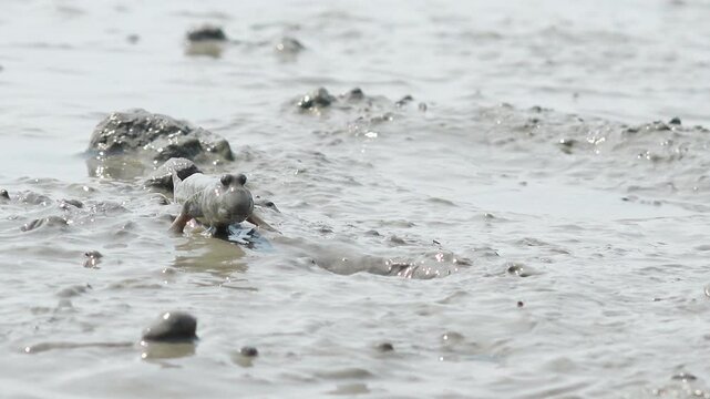 Korean traditional fishing bluespotted mudskipper Jjantungoe mudflat fisherman culture 대한민국 한국 전통 어업 수산업 짱뚱어낚시 전통낚시 갯벌 서남해안 순천만 보성 신안 어부 짱뚱어 홀치기낚시 전통어업 보양식 뻘배 바다 썰물 물빠짐 해안선 진흙 지형 생태계 자연 환경 야생동물 생물학 관찰