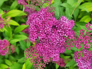 Obraz premium A clusters of pink Spiraea japonica blossoms and small, unopened flower buds blooming amidst lush green foliage.