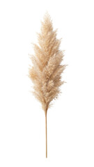 Fototapeta premium PNG Elegant pampas grass stem