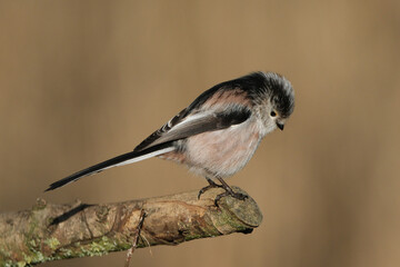 Long-tailed tit (Aegithalos caudatus) perched on a mossy tree branch against a blurred natural background. © Badr