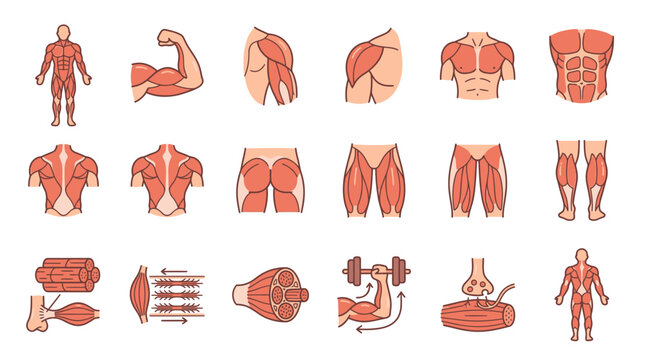 Comprehensive Human Anatomy Illustrations with Muscular Structure and Internal Organs