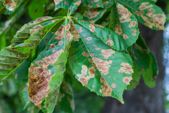 the leaves display significant brown spotting and discoloration, which are characteristic symptoms of horse chestnut leaf blotch, a common fungal disease caused by the pathogen Guignardia aesculi.