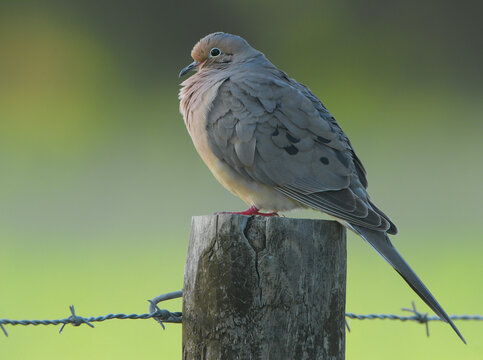 mourning dove - Zenaida macroura - is a member of the dove family, Columbidae. The bird is also known as the American mourning dove, the rain dove, and colloquially as the turtle dove