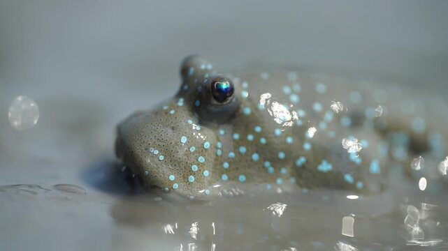 Korean traditional fishing bluespotted mudskipper Jjantungoe mudflat fisherman culture 대한민국 한국 전통 어업 수산업 짱뚱어낚시 전통낚시 갯벌 서남해안 순천만 보성 신안 어부 짱뚱어 홀치기낚시 전통어업 보양식 뻘배 바다 썰물 물빠짐 해안선 진흙 지형 생태계 자연 환경 야생동물 생물학 관찰