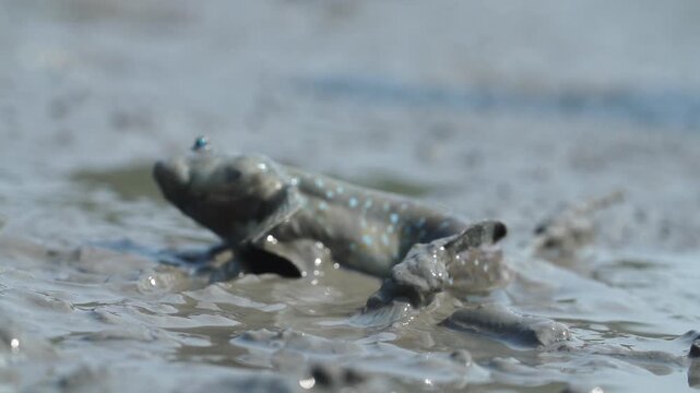 Korean traditional fishing bluespotted mudskipper Jjantungoe mudflat fisherman culture 대한민국 한국 전통 어업 수산업 짱뚱어낚시 전통낚시 갯벌 서남해안 순천만 보성 신안 어부 짱뚱어 홀치기낚시 전통어업 보양식 뻘배 바다 썰물 물빠짐 해안선 진흙 지형 생태계 자연 환경 야생동물 생물학 관찰
