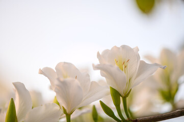 Fototapeta premium Delicate White Bauhinia Flowers in Mediterranean Cyprus