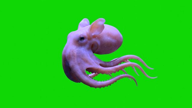 A detailed 3D animated purple octopus swimming gracefully through the water, moving its head and trailing its tentacles. The marine cephalopod is isolated on a solid chroma key green screen background