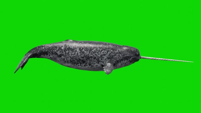 A realistic 3D animated narwhal with a long tusk and textured grey skin swims forward horizontally against a solid green chroma key background. This Arctic marine life asset is optimized for wildlife 