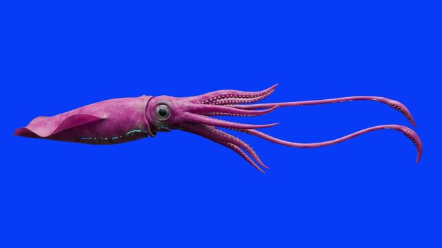A detailed 3D render of a purple giant squid swimming horizontally across the screen, moving its tentacles and large eyes. The deep-sea predator is isolated on a solid chroma key blue background.