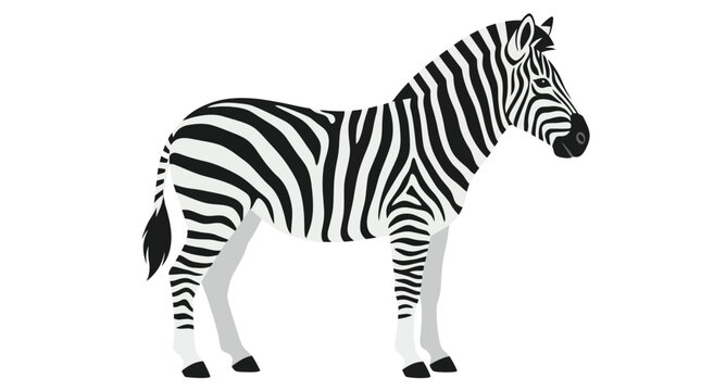 Side profile of a standing zebra on white background.