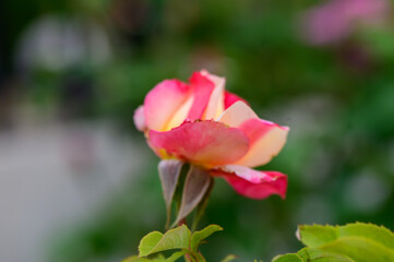 Fototapeta premium Delicate Pink Rose Closeup on Cyprus Garden Background