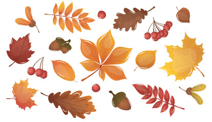 A beautiful autumn illustration featuring colorful fall leaves, acorns, and berries on a white background ©  Kateryna
