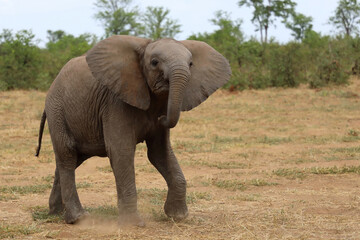 Fototapeta premium Afrikanischer Elefant / African elephant / Loxodonta africana