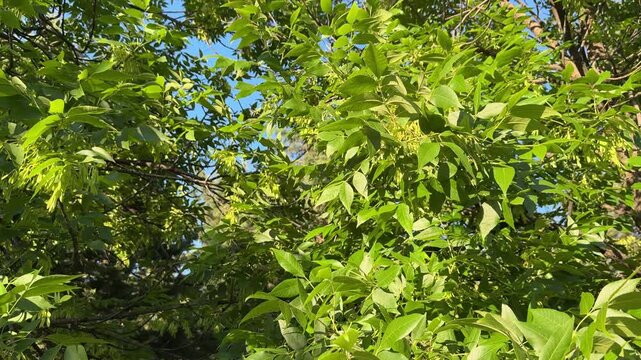 Lush Fraxinus excelsior tree branches with green samara seeds. Ash tree canopy with dense pinnate leaves growing in a sunny forest. Natural botanical background of vibrant summer foliage texture.