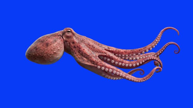 A side view of a detailed 3D animated octopus swimming gracefully with its tentacles trailing behind. The marine cephalopod is isolated on a solid blue screen backdrop for easy video overlay and keyin