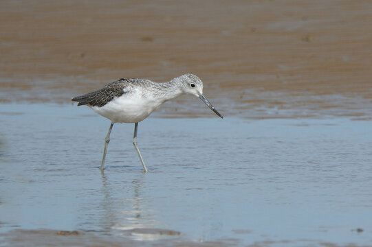 Common greenshank, Tringa nebularia, walking in shallow water on mudflat