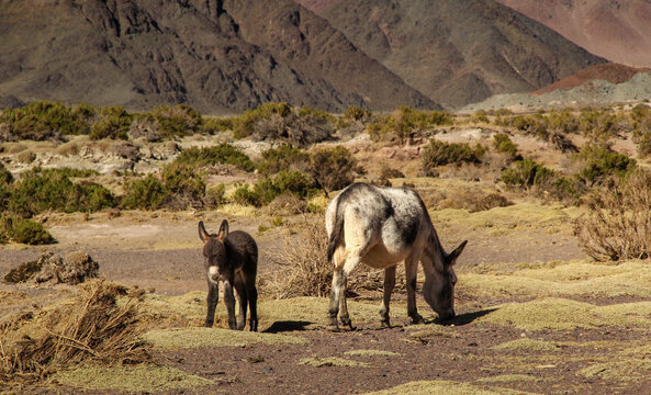 Naturaleza en su esplendor 