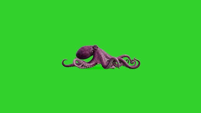 A close-up 3D animation of realistic purple octopus tentacles undulating and reaching across the frame. The sea creature's limbs are isolated on a bright green screen backdrop for professional video e