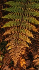Obraz premium Bracken frond shows green to brown color change. Detailed fern leaf in early autumn forest floor. Natural plant detail with intricate pattern texture.