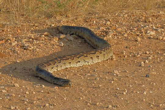 S&uuml;dlicher Felsenpython / Southern African rock python / Python natalensis