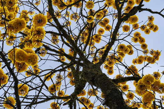 Vibrant Yellow Guayacan Tree Bloom
