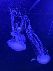 jellyfish in aquarium © Bryttnie