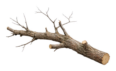 Obraz premium PNG Cut tree branch isolated white