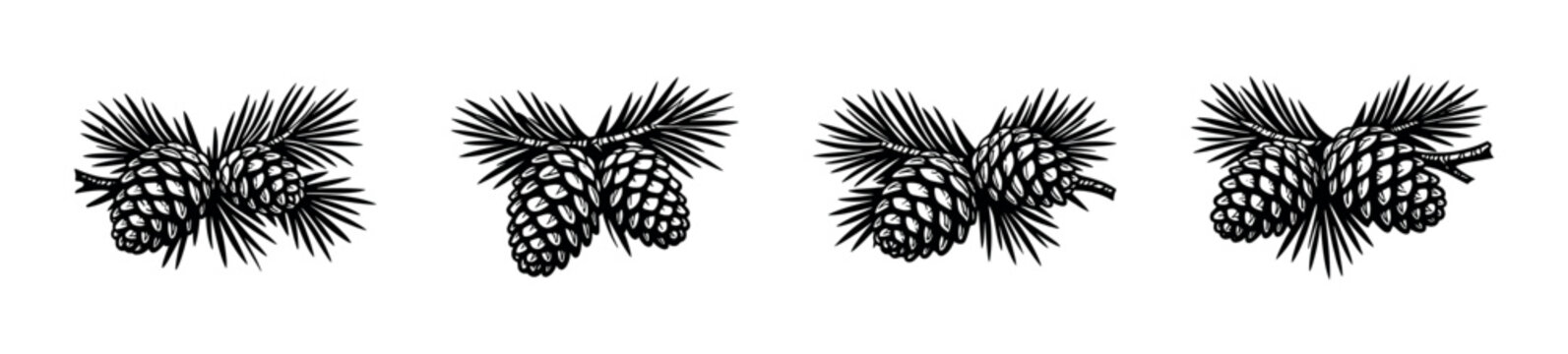 Pine cones and needles illustration, a natural winter forest element