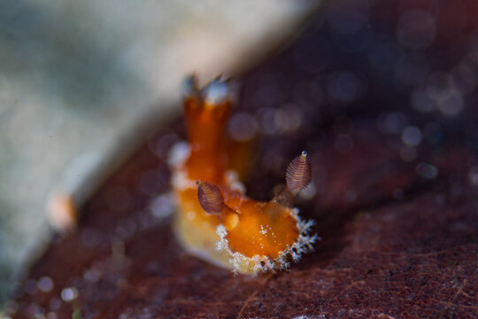 Close up of a Red Sponge Dorid Nudibranch Crawling on Substrate in Anilao Philippines