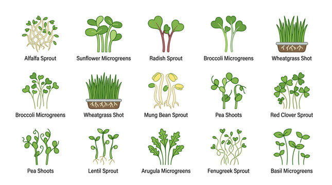 Ediably Sprouts