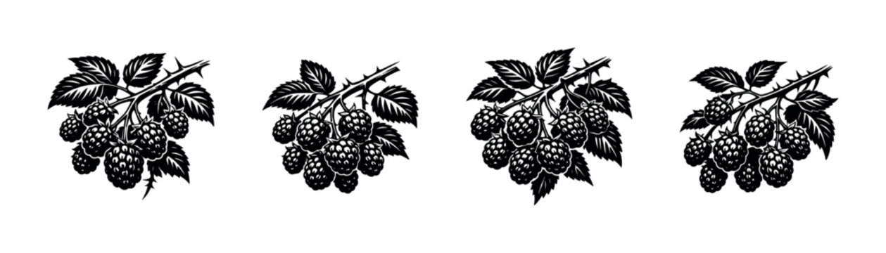 Black and white illustration of ripe raspberries on a thorny branch with leaves