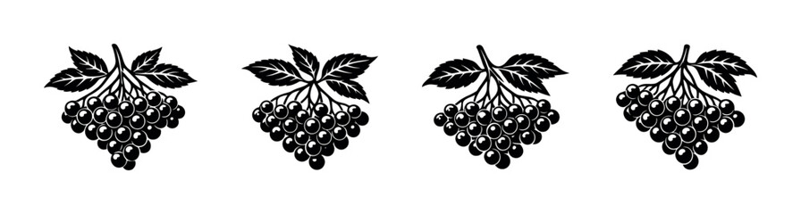 Set of black and white rowan berry clusters with leaves © Compositor 