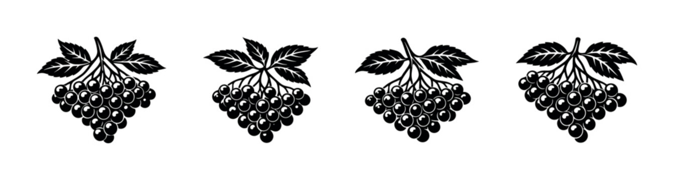 Set of black and white rowan berry clusters with leaves