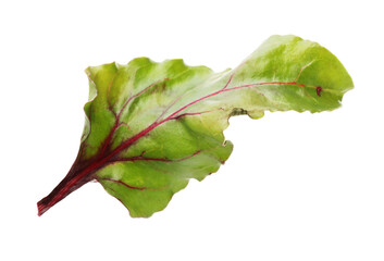 Obraz premium One fresh beetroot leaf isolated on white