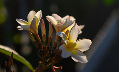 Obraz premium White Plumeria Flower Cluster in Cyprus Nature