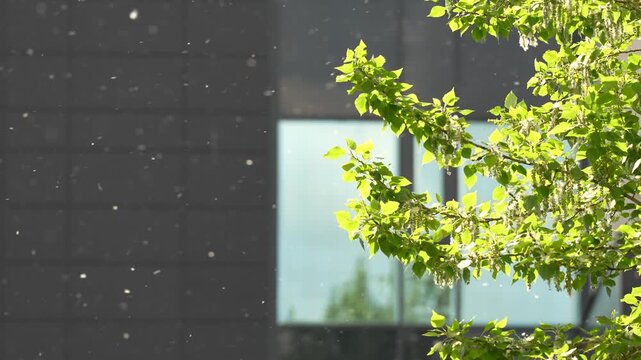 Fluffy poplar seeds flying in air at summer. Poplar fluff is dangerous because it is a major carrier of pollen, common cause of household fires, threat to eye health, cause of equipment malfunctions