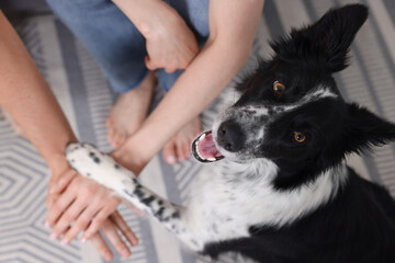 Obraz premium Couple holding hands and paw of their dog at home, closeup