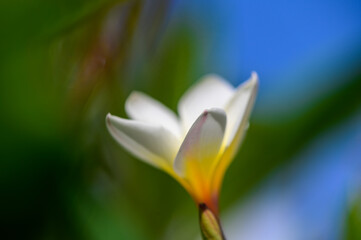 Obraz premium White Bougainvillea Flowers Under Blue Sky