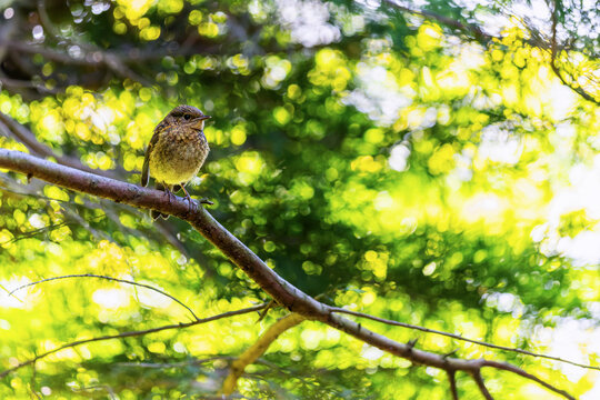 Baby European robin bird perched on branch with dappled yellow and green bokeh nature background. Adorable fledgling chick with copy space. Dublin, Ireland
